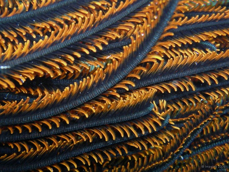 71- Crinoide, ou Comanthus.JPG